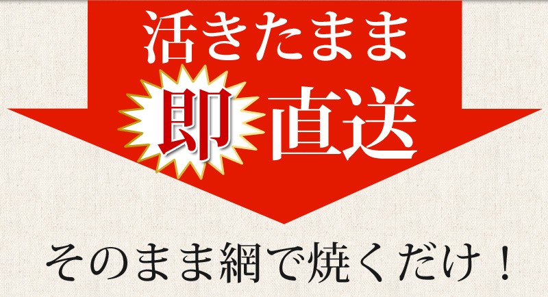 活物お試しセット「活きオマール・活き蝦夷あわび」