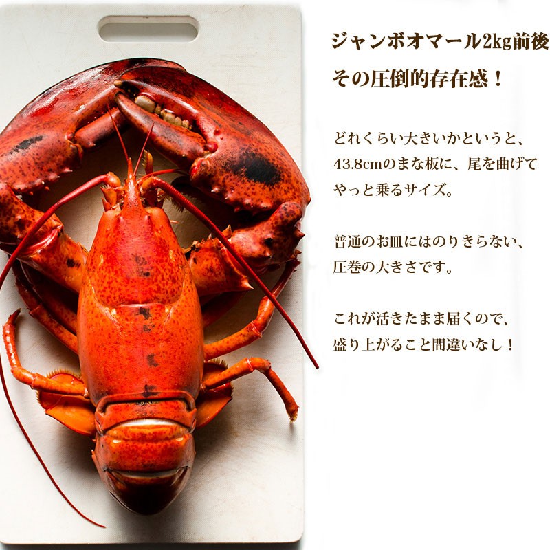 活オマール海老JAMBO2kg前後(受注オーダー2kg) 1尾【送料無料】 ※代金引換不可 :i1000-0099920:活物専門商社 魚活  Yahoo!店 - 通販 - Yahoo!ショッピング