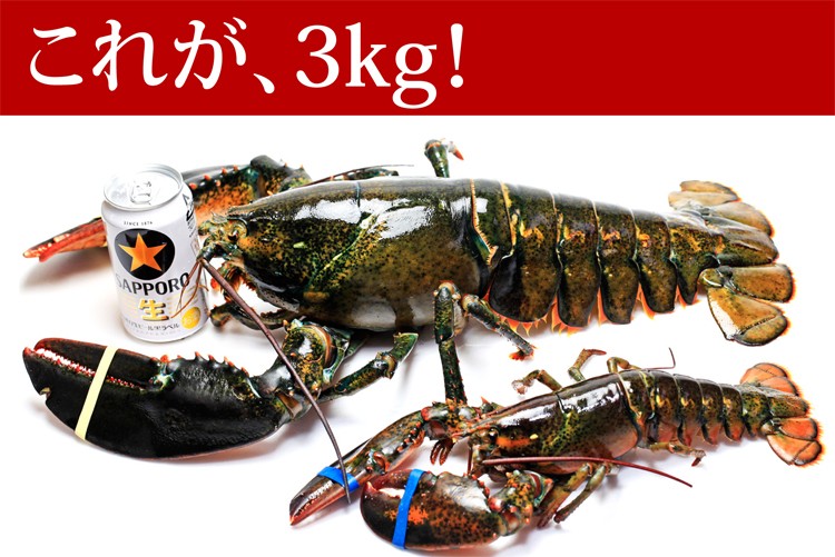 活オマール海老 JAMBO(受注オーダー/2-5kg)1尾 【送料無料】 ※代金引換