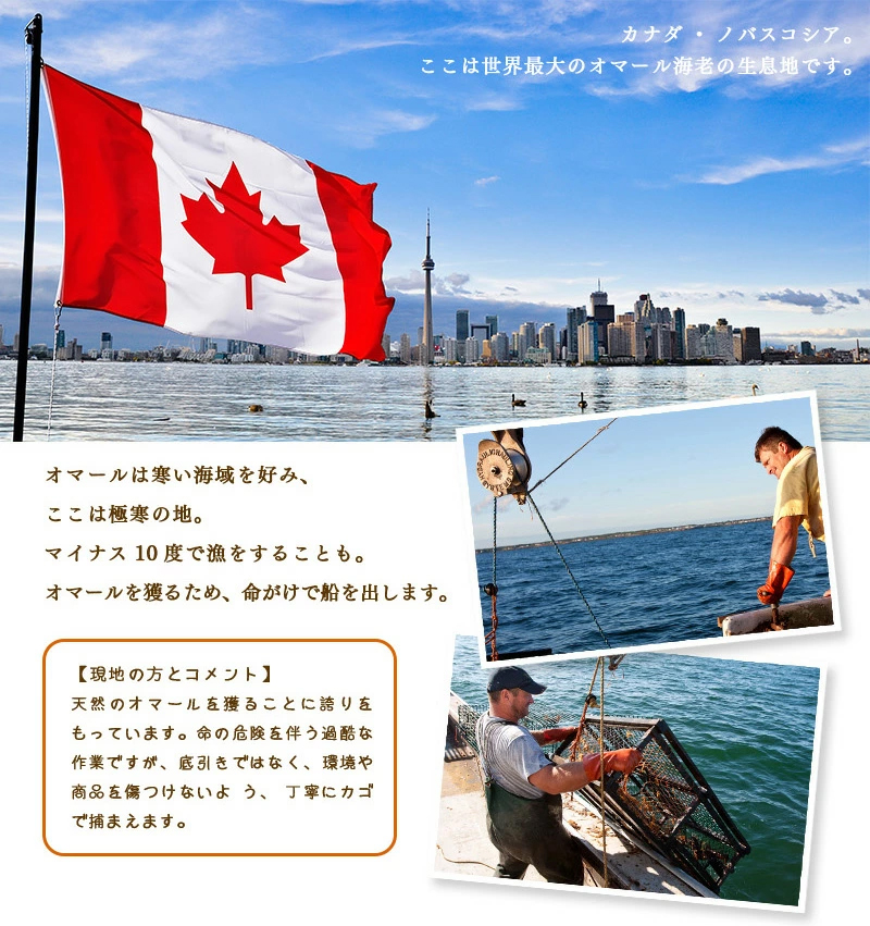 UHP冷凍オマール海老