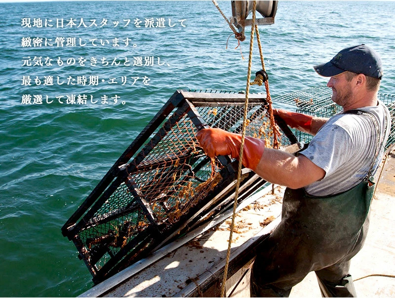 UHP冷凍オマール海老