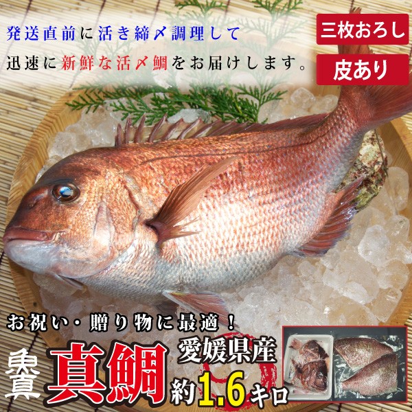 真鯛 三枚おろし (皮つき) 1尾分 (1尾あたり約1.6kg) 養殖真鯛