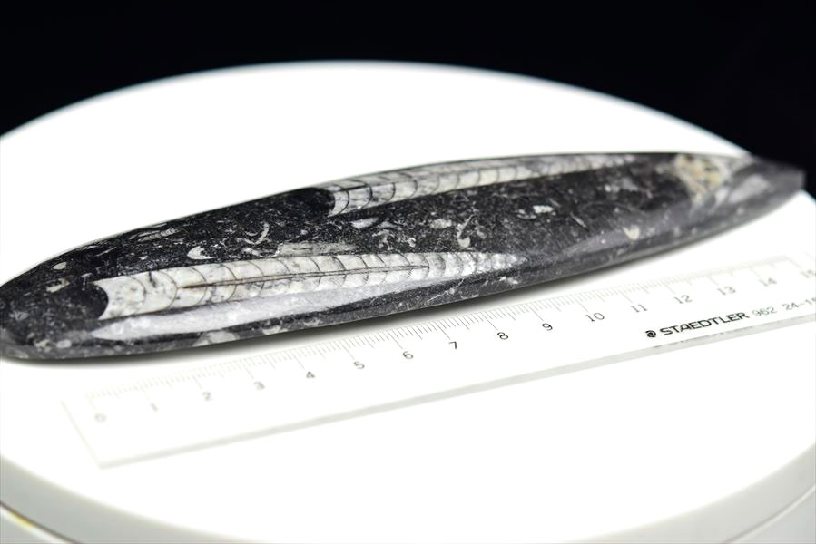 オルソセラス 直角貝 化石（約192.9g）モロッコ産 Orthoceras