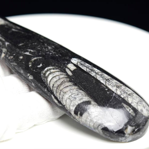 オルソセラス 直角貝 化石（約173g）モロッコ産 Orthoceras