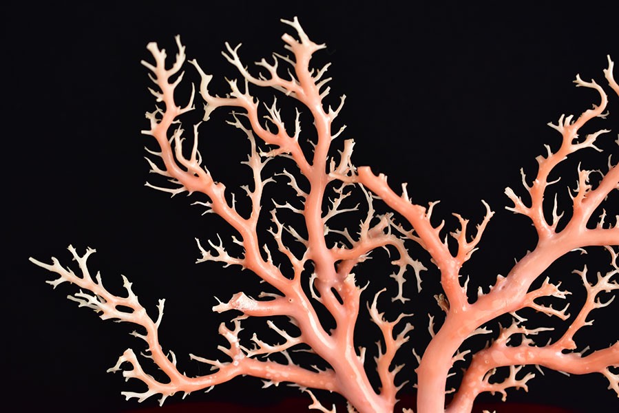 天然 ピンク珊瑚 原木 (約438g) 台座含む 置物 鑑別書付き 本珊瑚 天然
