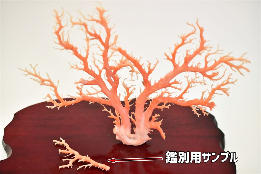 天然 ピンク珊瑚 原木 (約438g) 台座含む 置物 鑑別書付き 本珊瑚 天然