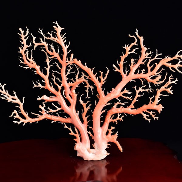 天然 ピンク珊瑚 原木 (約438g) 台座含む 置物 鑑別書付き 本珊瑚 天然さんご ピンクコーラル 出産祝い 安産のお守り 珊瑚婚