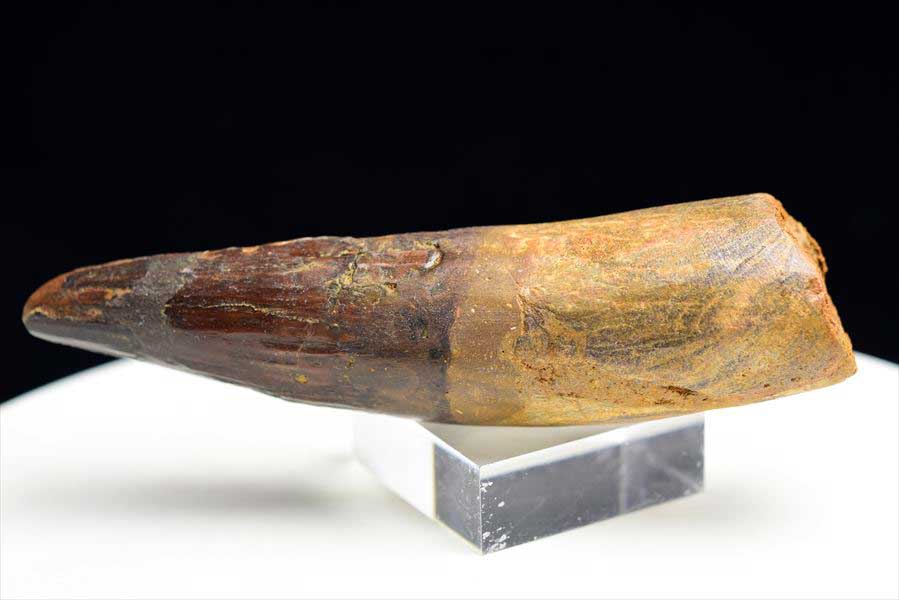 スピノサウルス 歯 化石 (約103.8g) 原石 Spinosaurus teeth モロッコ