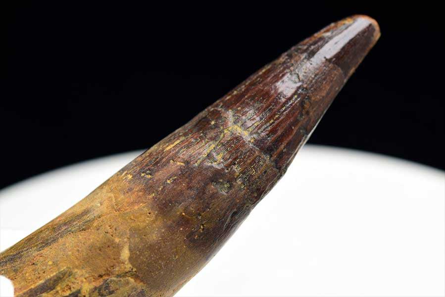 スピノサウルス 歯 化石 (約103.8g) 原石 Spinosaurus teeth モロッコ