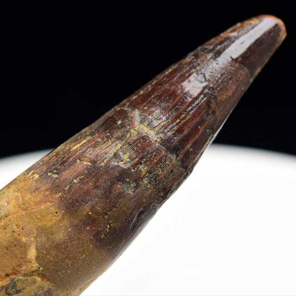 スピノサウルス 歯 化石 (約103.8g) 原石 Spinosaurus teeth モロッコ