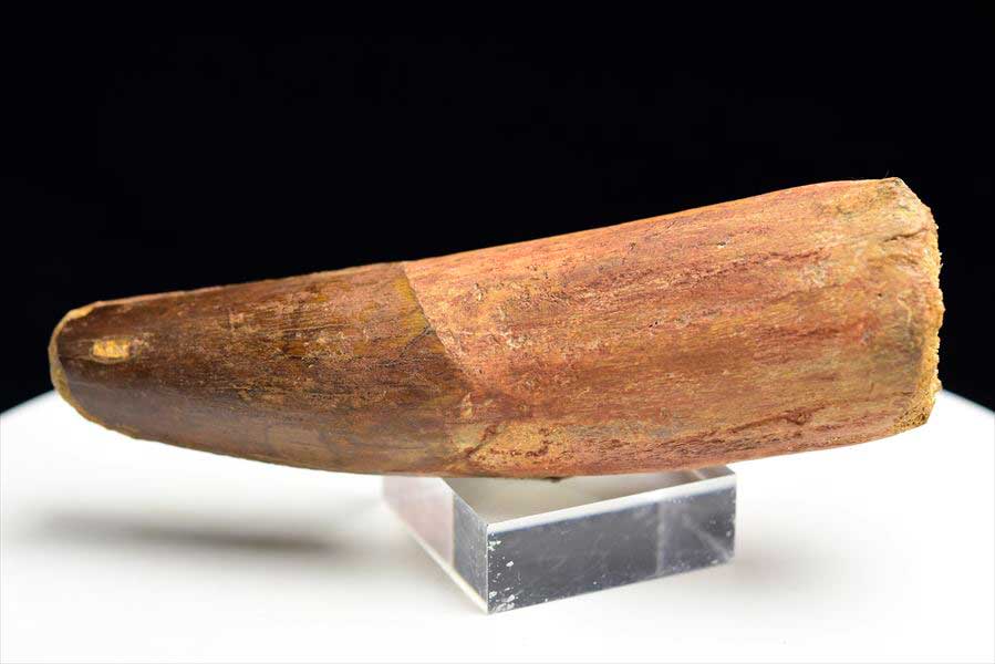 スピノサウルス 歯 化石 (約162.7g) 原石 Spinosaurus teeth モロッコ