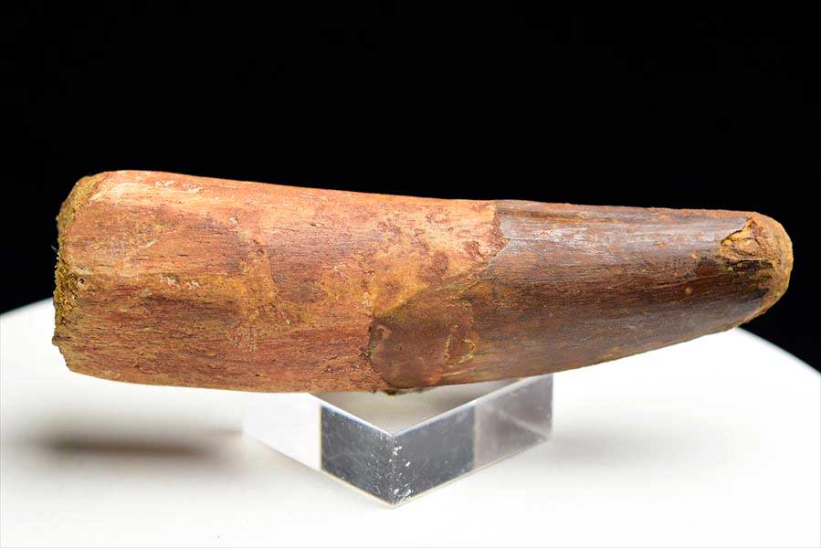 スピノサウルス 歯 化石 (約162.7g) 原石 Spinosaurus teeth モロッコ