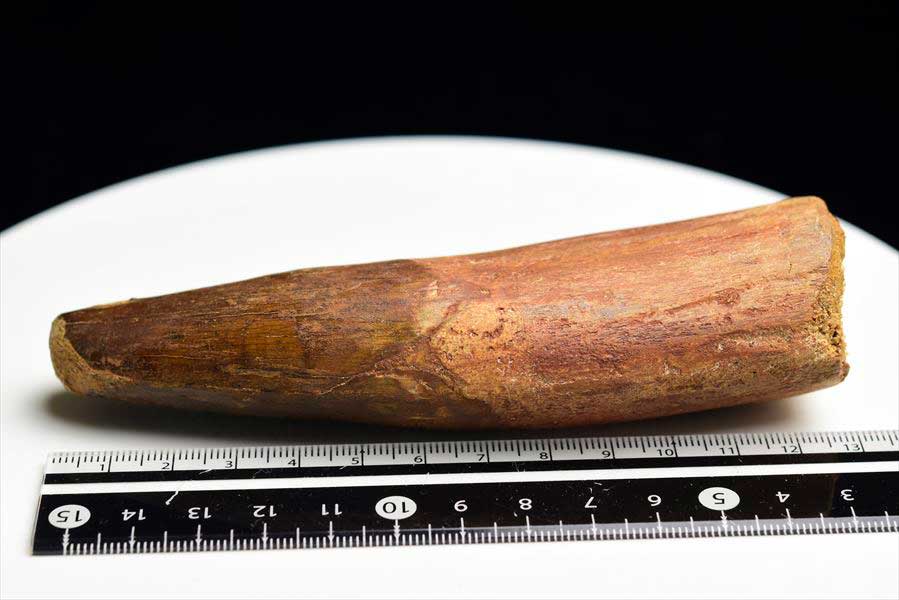 スピノサウルス 歯 化石 (約162.7g) 原石 Spinosaurus teeth モロッコ