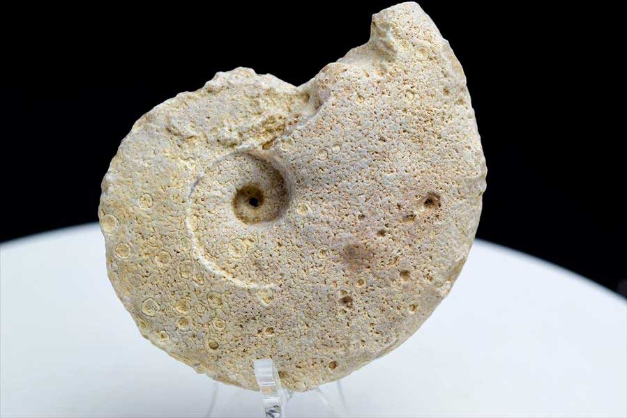 アンモナイト 化石 (約94.3g) 原石 方解石化 モロッコ産 ammonite