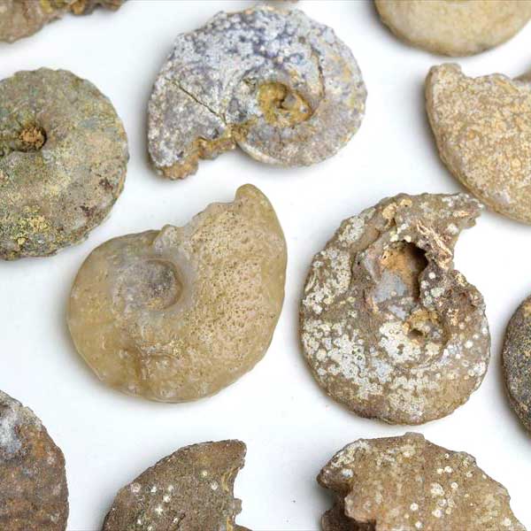 アンモナイト 化石 種類お任せ (約22g~約25g) 原石 方解石化 モロッコ 
