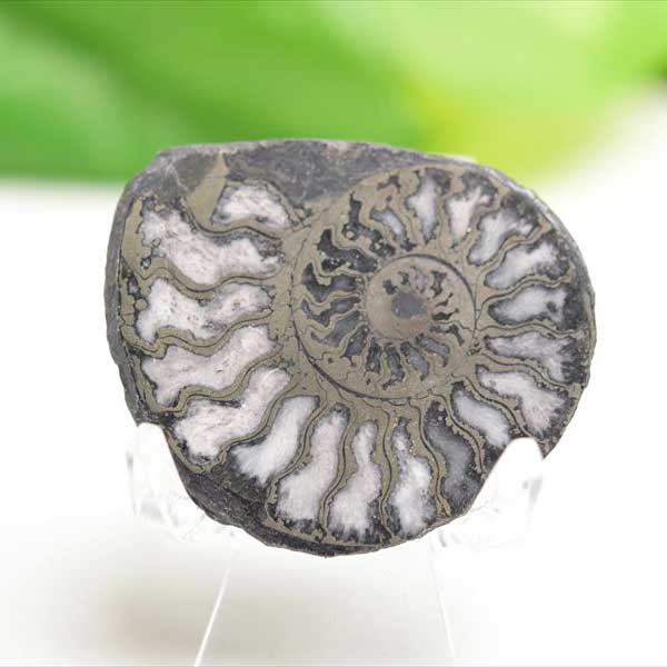 アンモナイト 化石 スライス 銅化 黄鉄鉱化 (約14g) モロッコ産