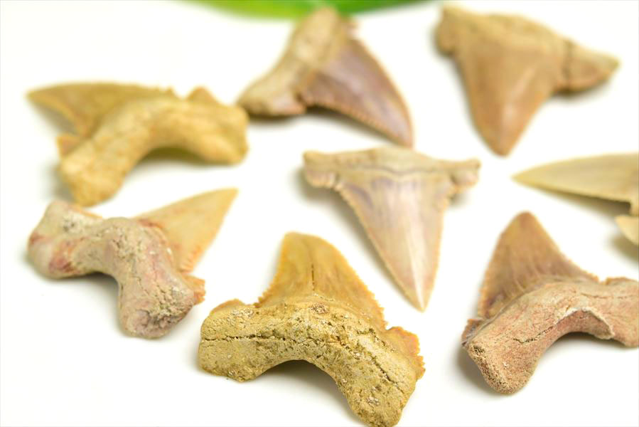 ホホジロザメ 歯 化石 原石 種類お任せ (約8g~約10g) 単品販売