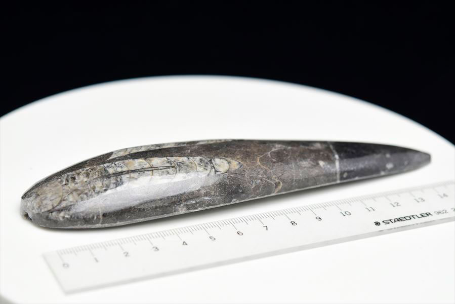オルソセラス 直角貝 化石（約151.4g）モロッコ産 Orthoceras