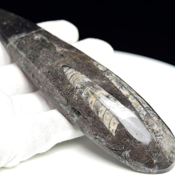 オルソセラス 直角貝 化石（約151.4g）モロッコ産 Orthoceras