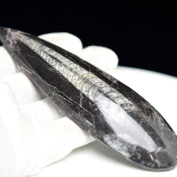 オルソセラス 直角貝 化石（約109.3g）モロッコ産 Orthoceras