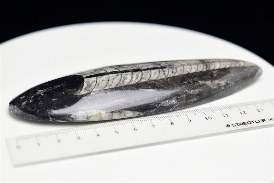 オルソセラス 直角貝 化石（約163.7g）モロッコ産 Orthoceras