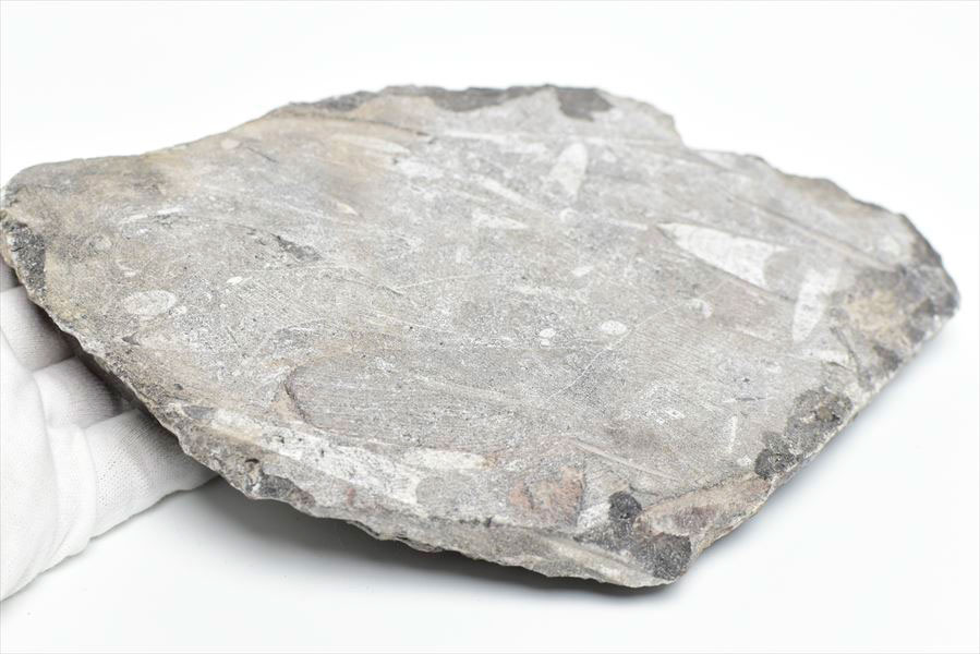 オルソセラス 直角貝 化石 プレート（約1294g）スタンド付き モロッコ