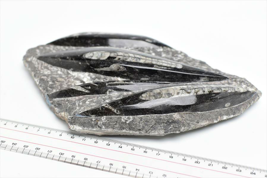 オルソセラス 直角貝 化石 プレート（約1294g）スタンド付き モロッコ