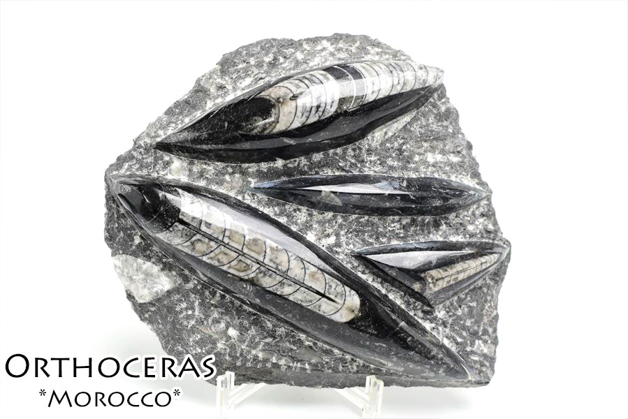 オルソセラスの化石のオブジェ オルソセラス 直角貝 化石 プレート（約1480g）スタンド付き モロッコ