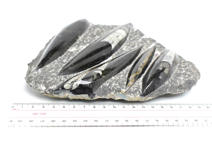 直角貝　化石　モロッコ産　標本 楽天市場】オルソセラス 直角貝 ミニサイズ 化石◇モロッコ産