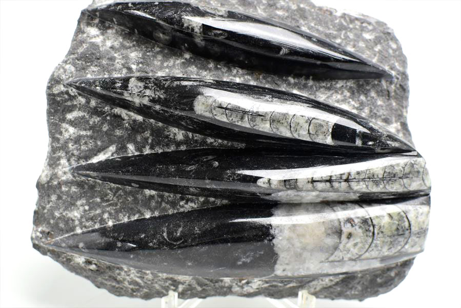 オルソセラス 直角貝 化石 プレート（約1573g）スタンド付き モロッコ