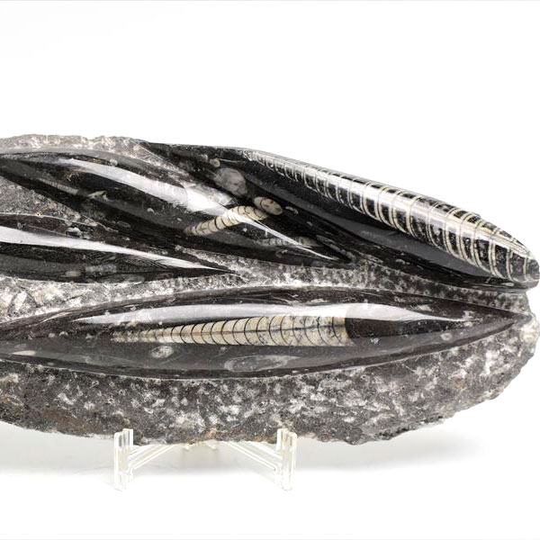 直角貝　化石　希少品 オルソセラス 直角貝 化石 プレート（約1500g）スタンド付き モロッコ