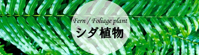 シダ類 - Fern plant