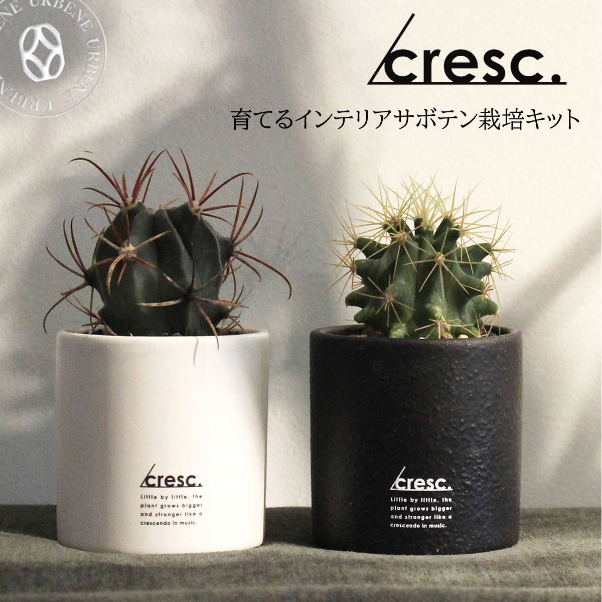 サボテン 王冠竜 8号 希少品 ビッグサイズ 本物 観葉植物 アガベ サボテン 王冠竜 8号 希少品 ビッグサイズ 本物 観葉植物 アガベ