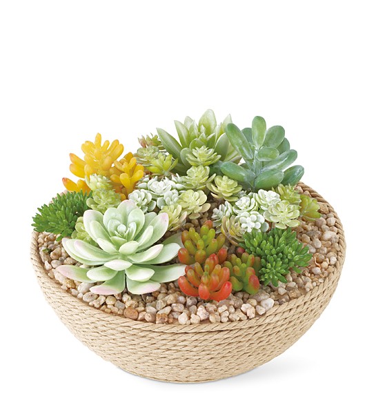 サボテン 多肉植物 観葉植物 インテリアグリーン フェイクグリーン CT
