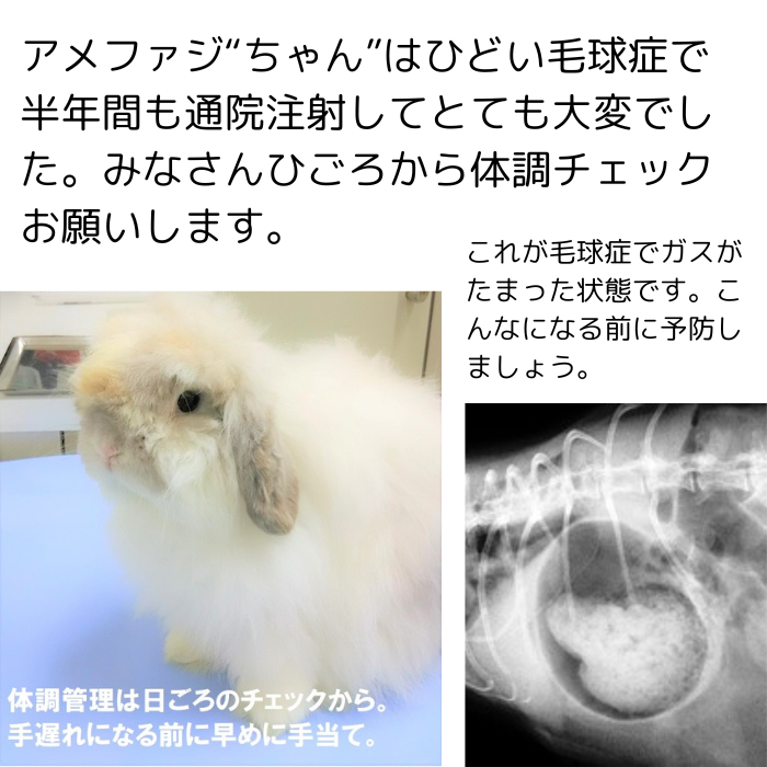 いゆ✴︎プロフお読みくださいませ チモシー 24kg ウサギ うさぎファンクラブ やわらか牧草800g チモシー2番刈 | うさぎ