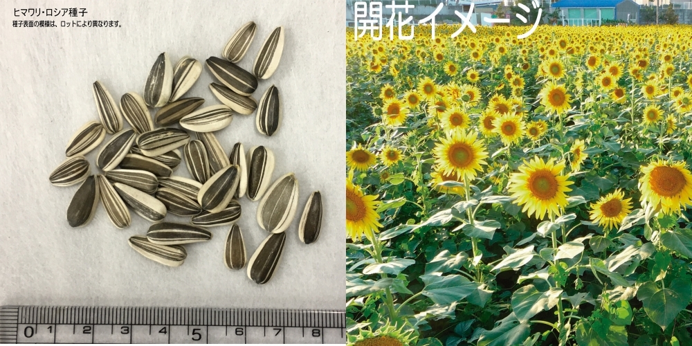 ヒマワリ ロシアヒマワリ 福花園種苗 ひまわり種子（景観用ロシア系