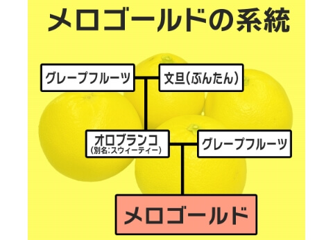 黄金の果実 木熟メロゴールド あふれる果汁 感動の柑橘 アメリカ
