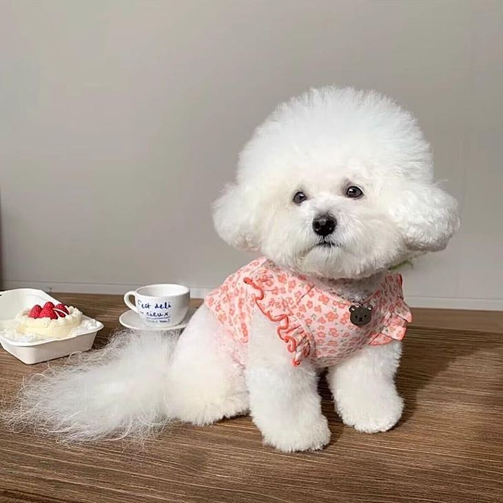 最終値下げ】冬 犬服 新作 かわいい 小花柄 フリル 女の子 幼犬用 超