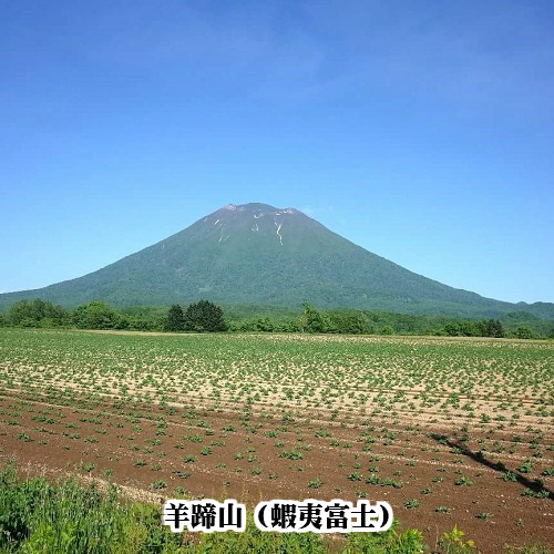ようていメロン