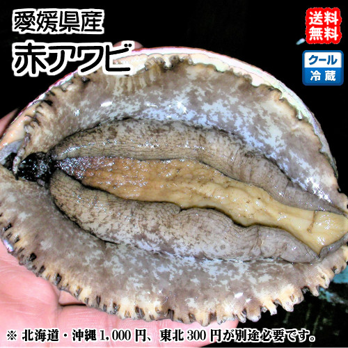 黒アワビとサザエ盛り