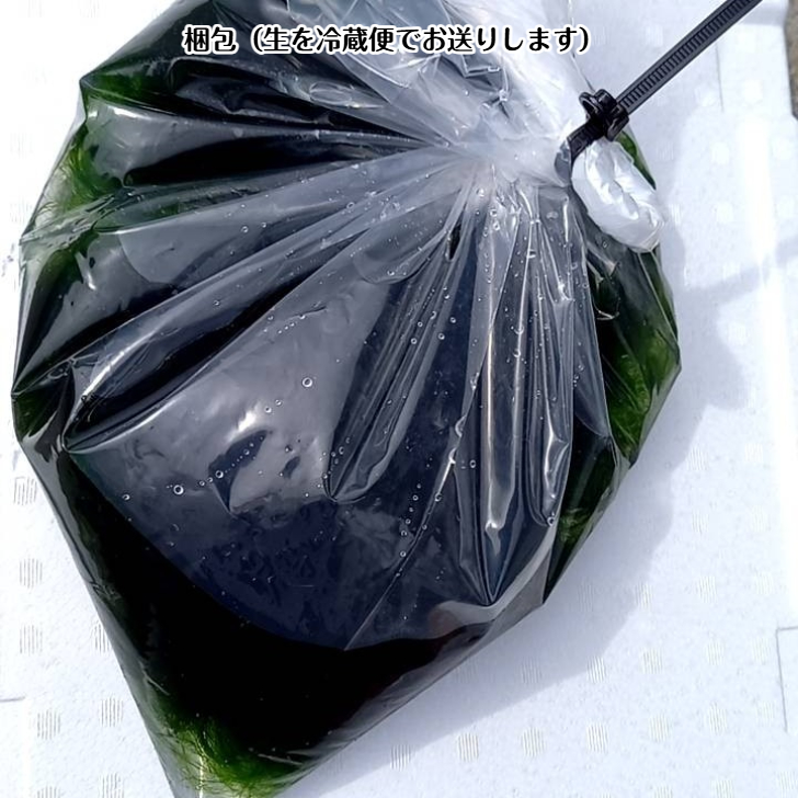 青のり（スジアオノリ）生 冷蔵 高知 宿毛産 送料無料 宇和海の幸問屋