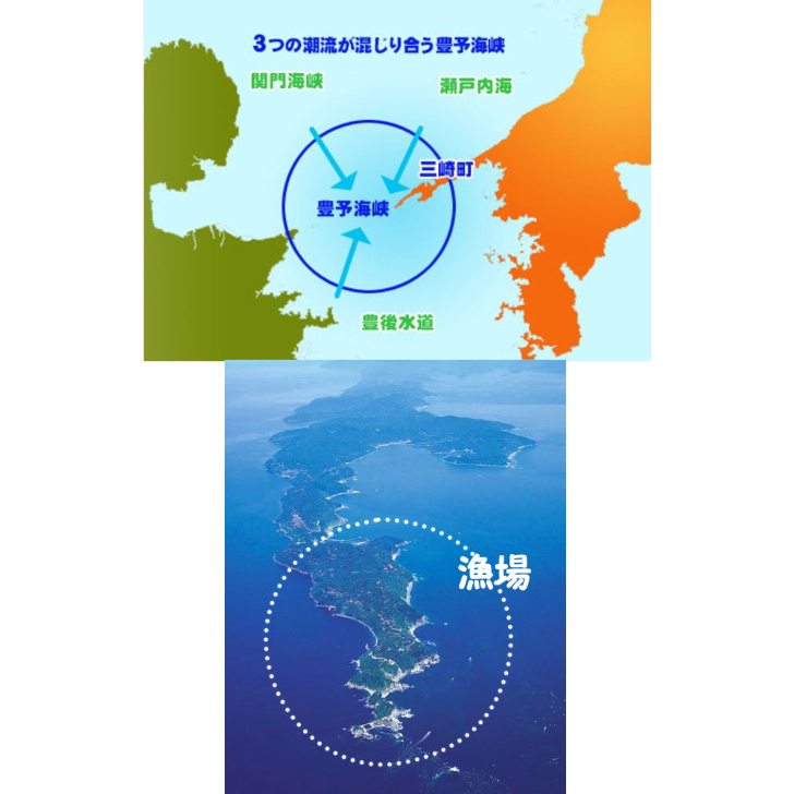 漁場 愛媛佐田岬産 天然 『 活き 黒アワビ＆サザエ 1.5ｋｇ 』 【送料無料】佐田岬海士の贈り物