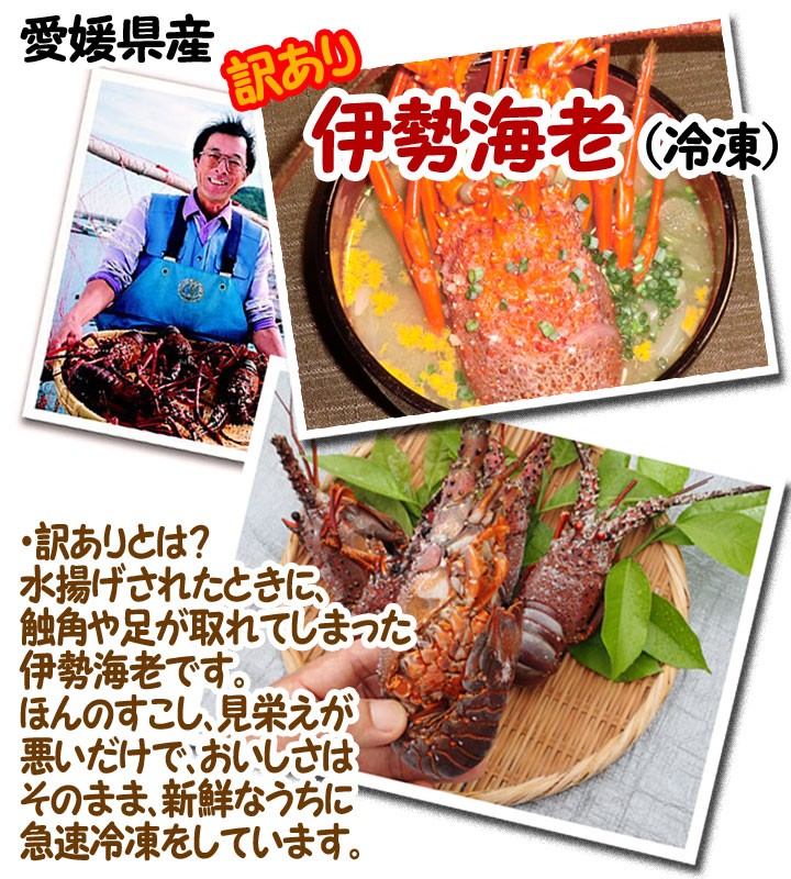 爱媛 佐田岬 ( 伊势海老 ) 訳あり 冷冻 200-300g4-7尾 约1.