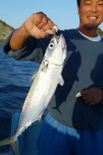 送料無料天然一本釣りブランドサバ