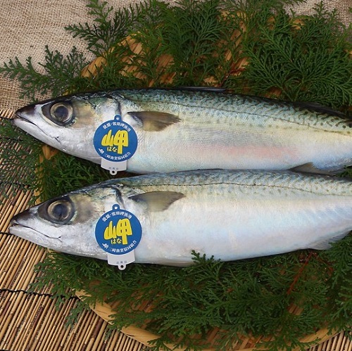 送料無料天然一本釣りブランドサバ