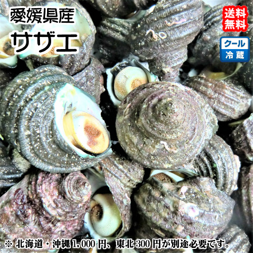 黒アワビとサザエ盛り