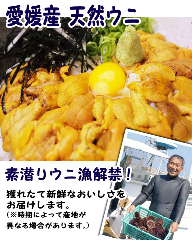 愛媛産天然完熟ウニ【送料無料】