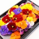 エディブルフラワー「うずの華」