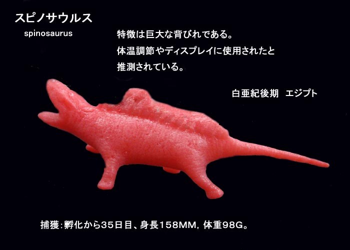 恐竜 タマゴ 水に入れて育てる恐竜 直径4.5cm 高さ6cm 恐竜のたまご 卵