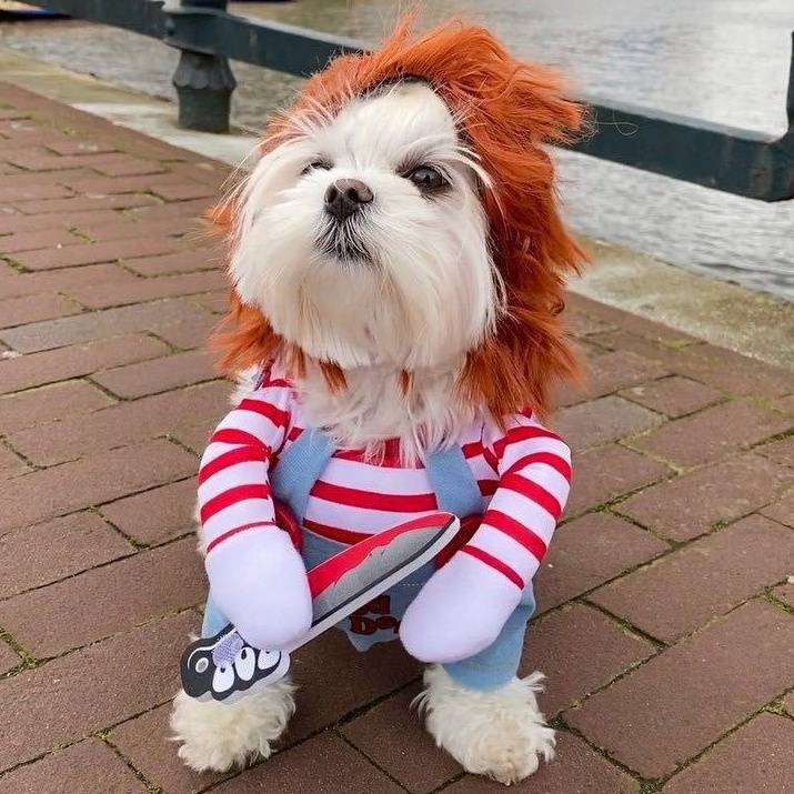 ペット服 犬服 ハロウィン コスプレ 変装 チャッキー 秋 冬 犬 猫 小型 